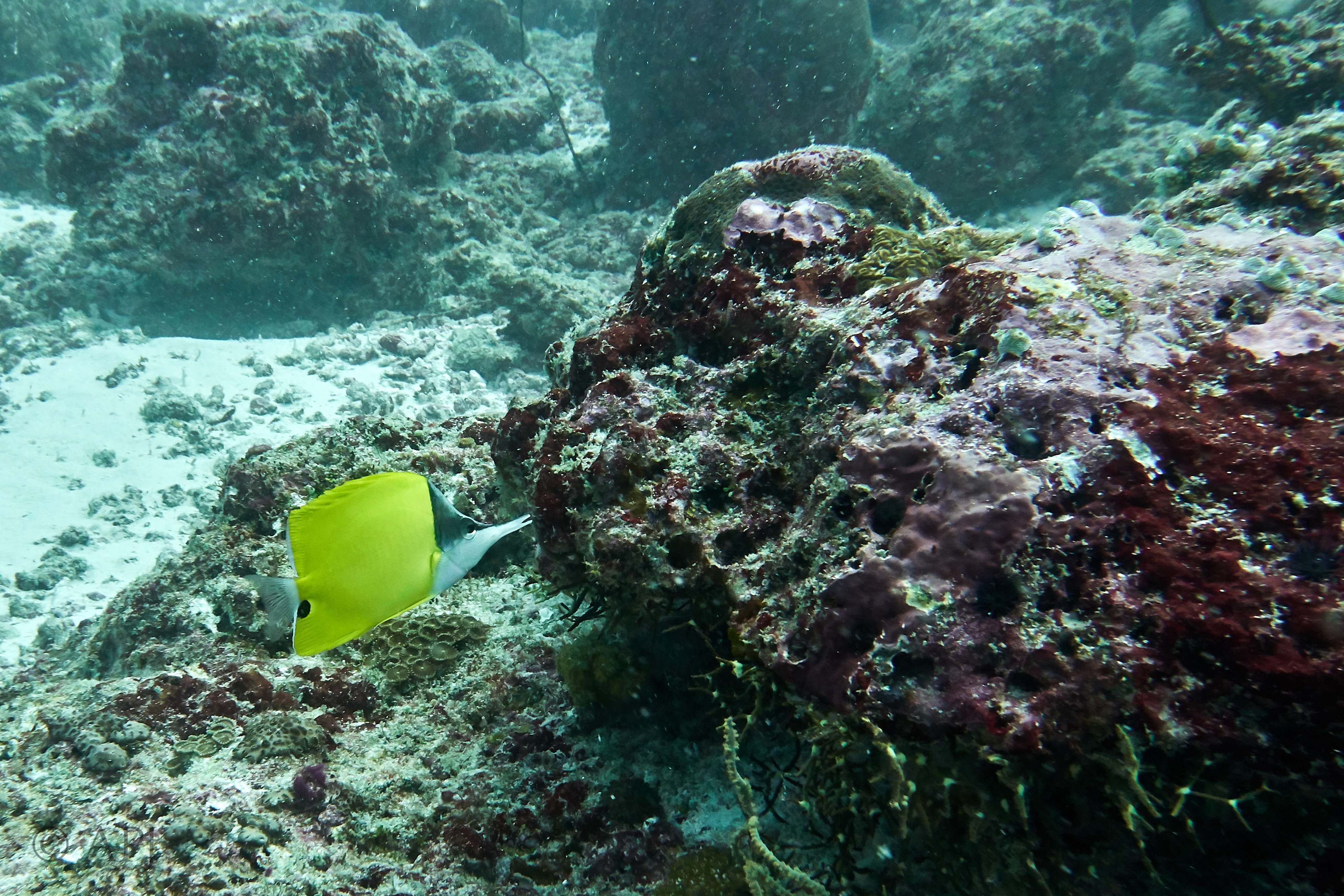 000523 14 08 17  Canon PowerShot G7 X Mark II   Malediven2017